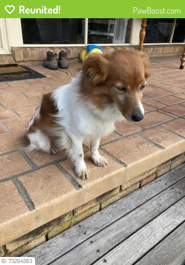 Reunited Male Dog last seen Cnr Harkaway Rd and Boundary rd, Narre Warren East, VIC 3804