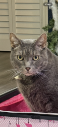 Lost Male Cat last seen W Wisconsin and S hubert, Tampa, FL 33616