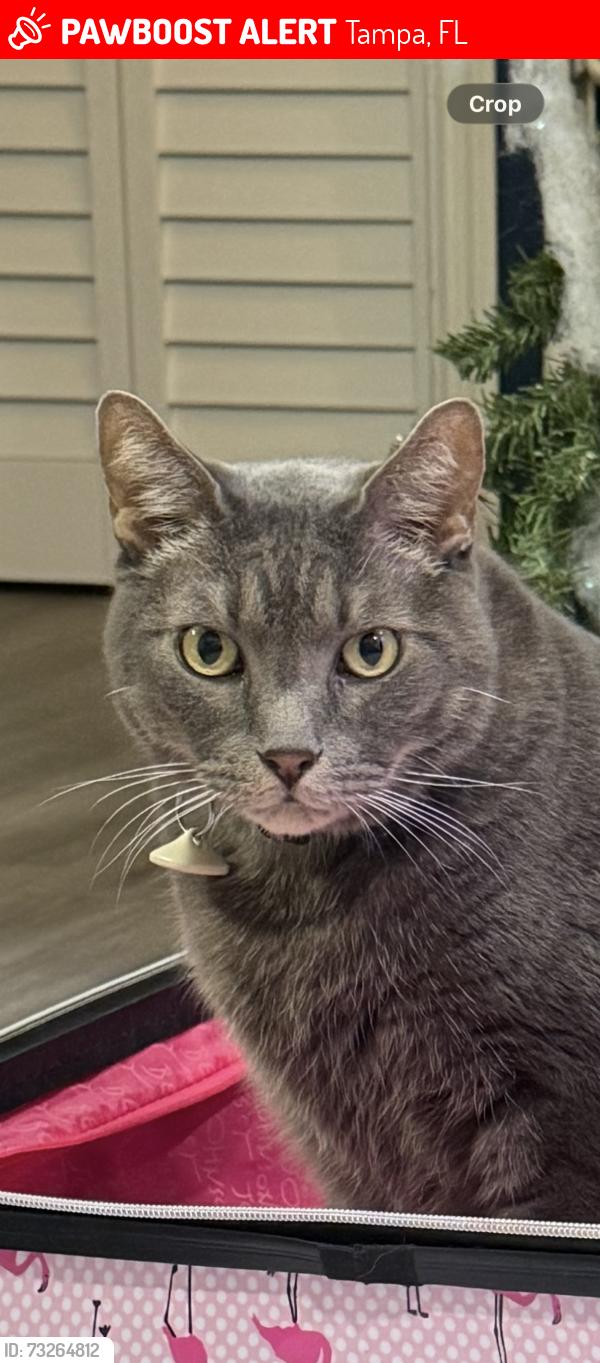 Lost Male Cat last seen W Wisconsin and S hubert, Tampa, FL 33616
