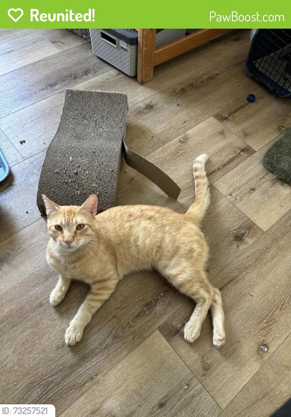 Reunited Male Cat last seen Near S Norton Ave, Los Angeles, CA 90019, USA, Los Angeles, CA 90019