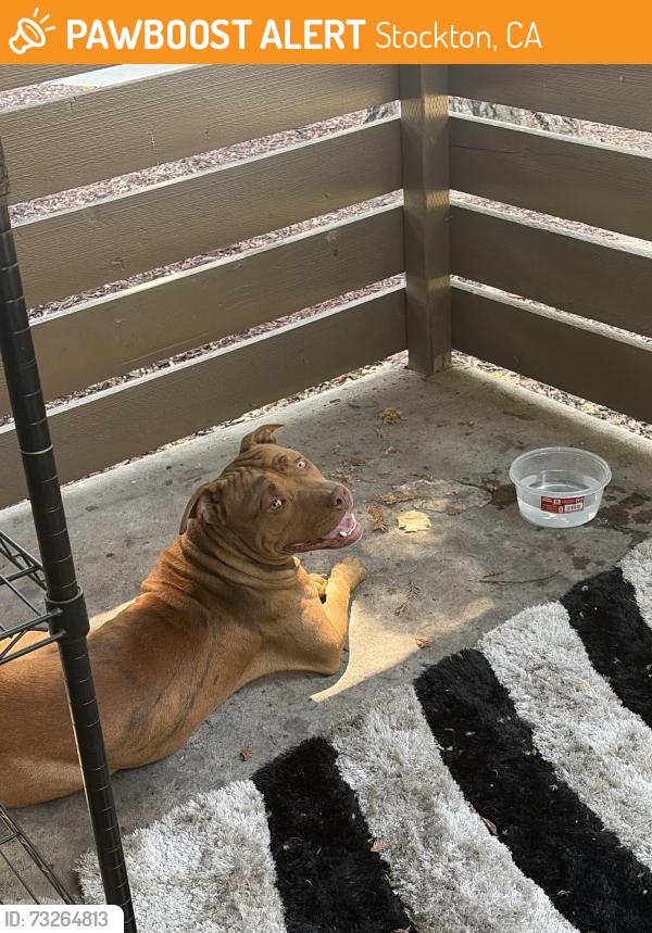 Found/Stray Male Dog last seen Bianchi, Stockton, CA 95207