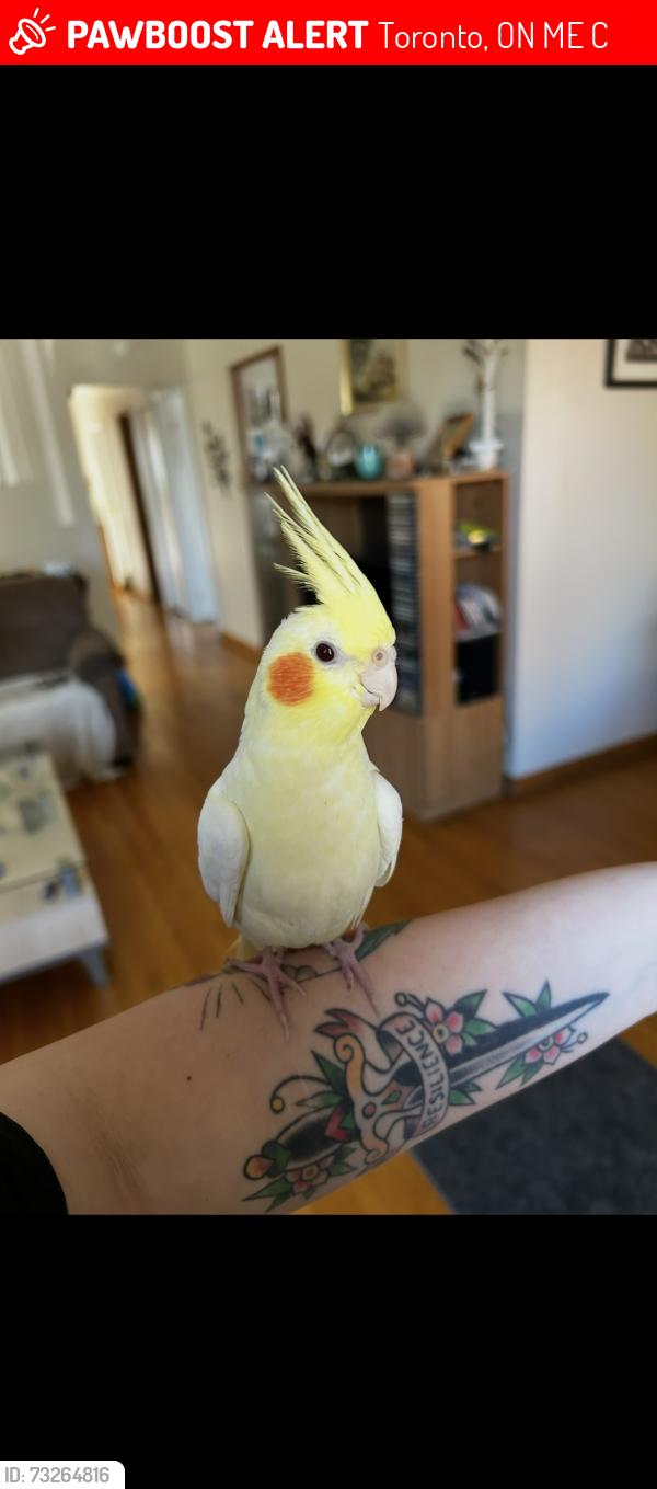 Lost Male Bird last seen Prince Philip Blvd & Guildwood Parkway, Toronto, ON M1E 1C8