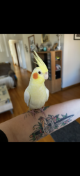 Lost Male Bird last seen Prince Philip Blvd & Guildwood Parkway, Toronto, ON M1E 1C8