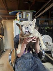 Found/Stray Male Dog last seen 9th Avenue and cactus, Hesperia, CA 92345