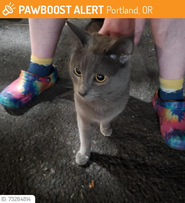 Found/Stray Male Cat last seen Near NE 147th Ave, Portland, OR 97230, Portland, OR 97230