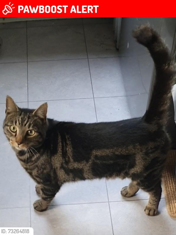 Lost Male Cat last seen Kenley station, Greater London, England 