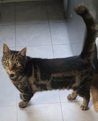 Lost Male Cat last seen Kenley station, Greater London, England 