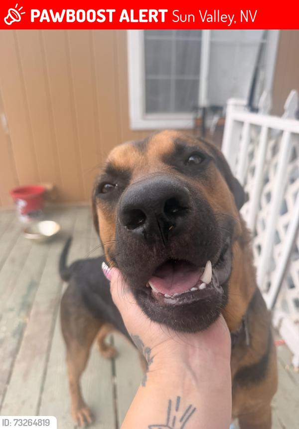 Lost Male Dog last seen clear acre, Sun Valley, NV 89433