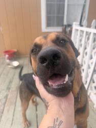 Lost Male Dog last seen clear acre, Sun Valley, NV 89433