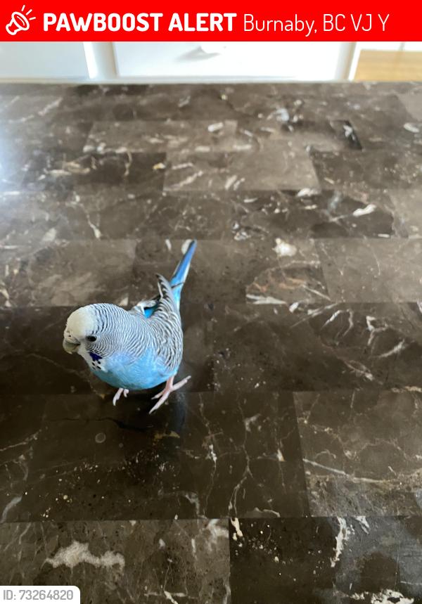 Lost Female Bird last seen front yard tree, Burnaby, BC V5J 2Y9