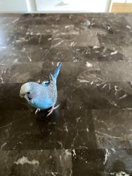 Lost Female Bird last seen front yard tree, Burnaby, BC V5J 2Y9