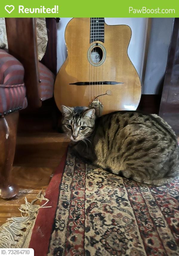 Reunited Male Cat last seen Howe parade Port Melbourne, Port Melbourne, VIC 3207