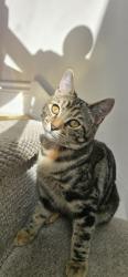 Lost Female Cat last seen Manor Grove Richmond - near Sainsbury's, Greater London, England 