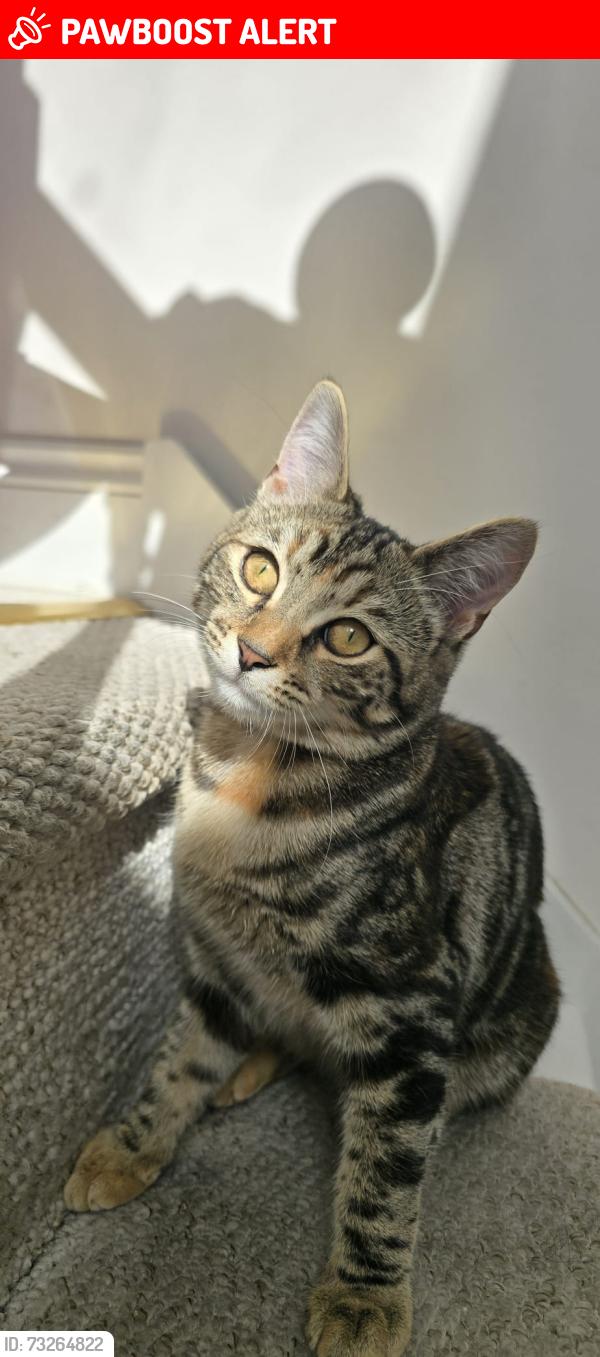 Lost Female Cat last seen Manor Grove Richmond - near Sainsbury's, Greater London, England 