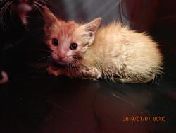 Shelter Stray Unknown Cat last seen DARDENNE PR, 4850 Mid Rivers Mall Dr, St Peters, MO 63376, USA
