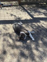 Lost Female Cat last seen Wren Road, Manchaca, TX 78652