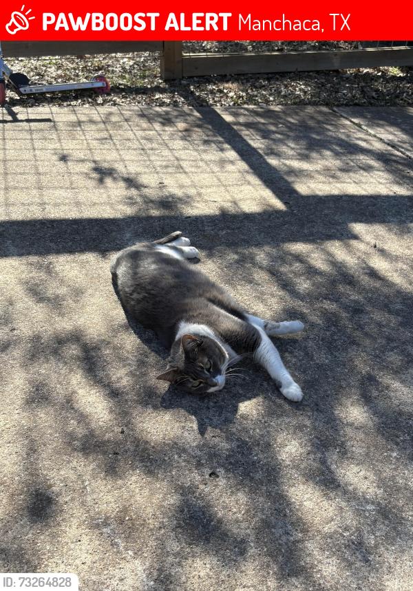 Lost Female Cat last seen Wren Road, Manchaca, TX 78652