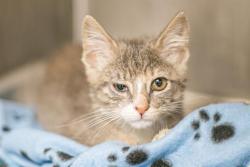 Shelter Stray Female Cat last seen CHARLOTTE, 8315 Byrum Dr, Charlotte, NC 28217, USA