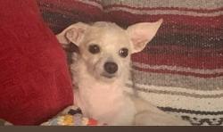 Lost Female Dog last seen Leonard and six, Los Angeles, CA 90022