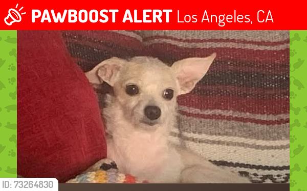 Lost Female Dog last seen Leonard and six, Los Angeles, CA 90022