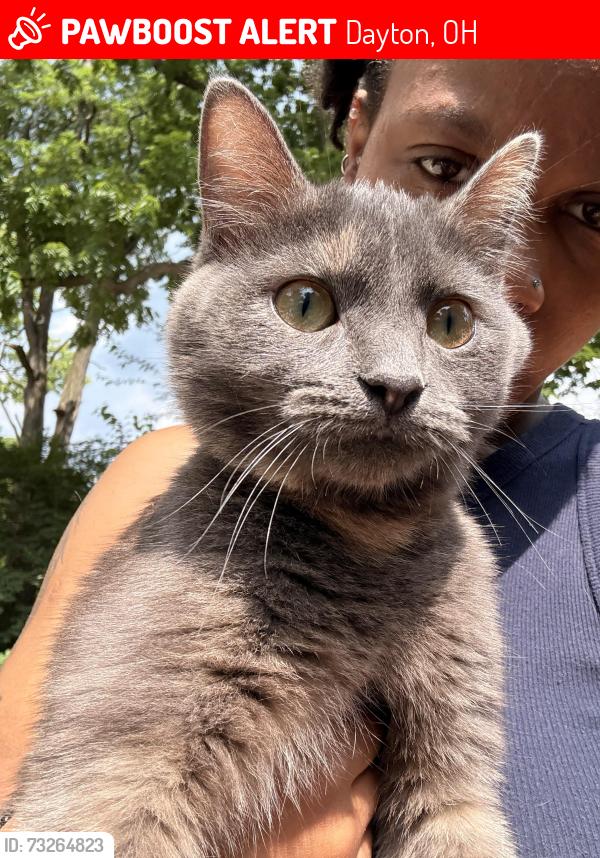 Lost Female Cat last seen Around the hse, Dayton, OH 45415