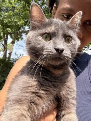 Lost Female Cat last seen Around the hse, Dayton, OH 45415