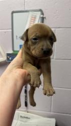 Shelter Stray Male Dog last seen TROUT RIVER BLVD -- ZAXBYS, 2020 Forest St, Jacksonville, FL 32204, USA