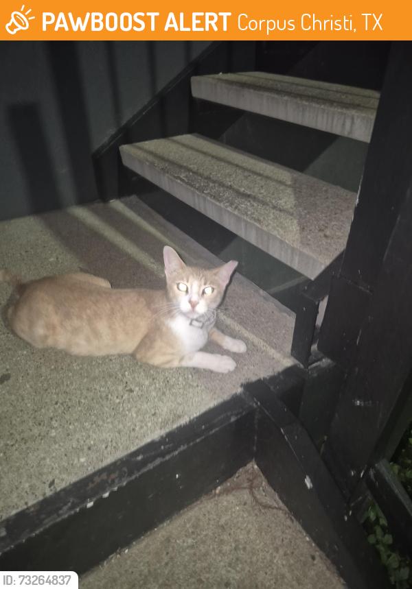 Found/Stray Male Cat last seen Near Trey way ln, Corpus Christi, TX 78412