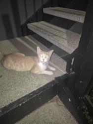 Found/Stray Male Cat last seen Near Trey way ln, Corpus Christi, TX 78412