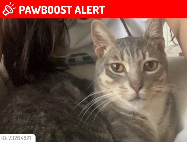 Lost Male Cat last seen Bushard/Garfield area in HB, Huntington Beach, CA 92646