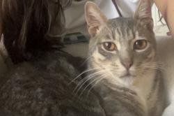 Lost Male Cat last seen Bushard/Garfield area in HB, Huntington Beach, CA 92646