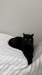 Lost Male Cat last seen Thornydale and Overton, Tucson, AZ 85742