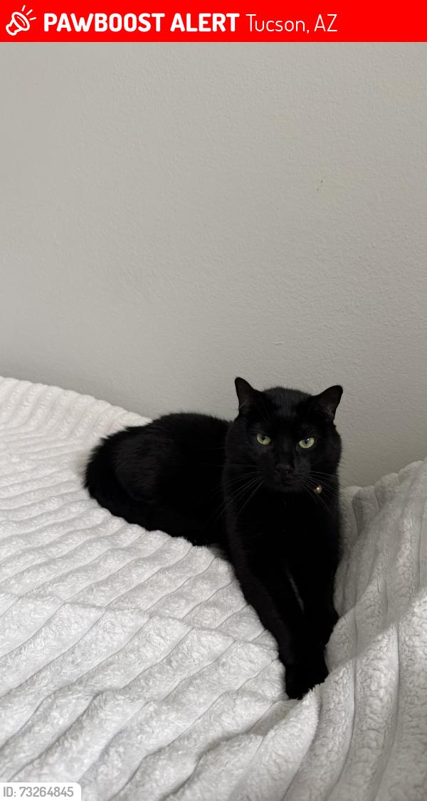 Lost Male Cat last seen Thornydale and Overton, Tucson, AZ 85742