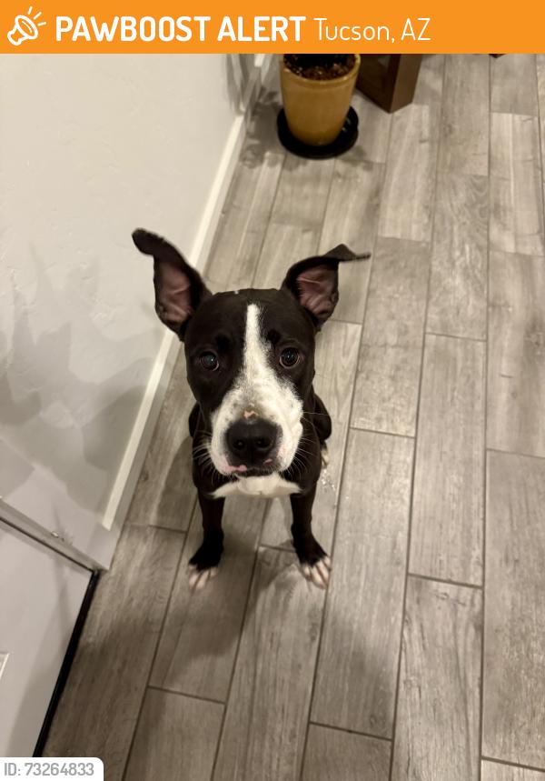 Found/Stray Male Dog last seen Tucson Blvd. And 15th St., Tucson, AZ 85716