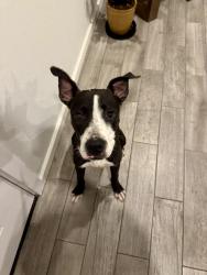 Found/Stray Male Dog last seen Tucson Blvd. And 15th St., Tucson, AZ 85716