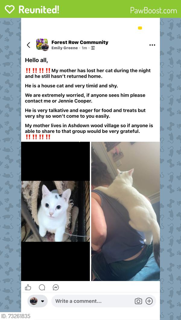 Reunited Male Cat last seen Ashurst wood, Ashurst Wood, England 