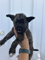 Shelter Stray Male Dog last seen Near BLOCK SCHIPPER ST, ARVIN CA 93203, 3951 Fruitvale Ave, Bakersfield, CA 93308, USA