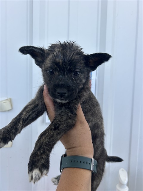 Shelter Stray Male Dog last seen Near BLOCK SCHIPPER ST, ARVIN CA 93203, 3951 Fruitvale Ave, Bakersfield, CA 93308, USA