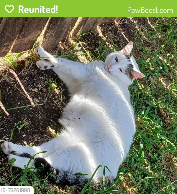 Reunited Female Cat last seen Bella Sera Neighborhood, Spring, TX 77379