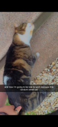 Found/Stray Unknown Cat last seen State and Ells, Champaign, IL 61820