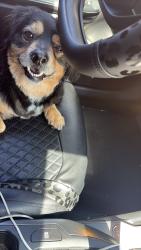 Reunited Male Dog last seen Pershing and swain, Stockton, CA 95207