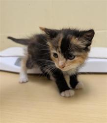 Shelter Stray Female Cat last seen VINE ST & N 7TH ST, 2127 Front St, Sacramento, CA 95818, USA