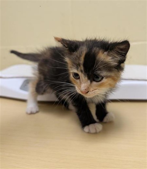 Shelter Stray Female Cat last seen VINE ST & N 7TH ST, 2127 Front St, Sacramento, CA 95818, USA