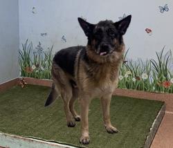 Shelter Stray Male Dog last seen , 38550 Sierra Hwy, Palmdale, CA 93550, USA