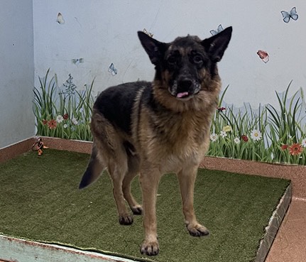 Shelter Stray Male Dog last seen , 38550 Sierra Hwy, Palmdale, CA 93550, USA