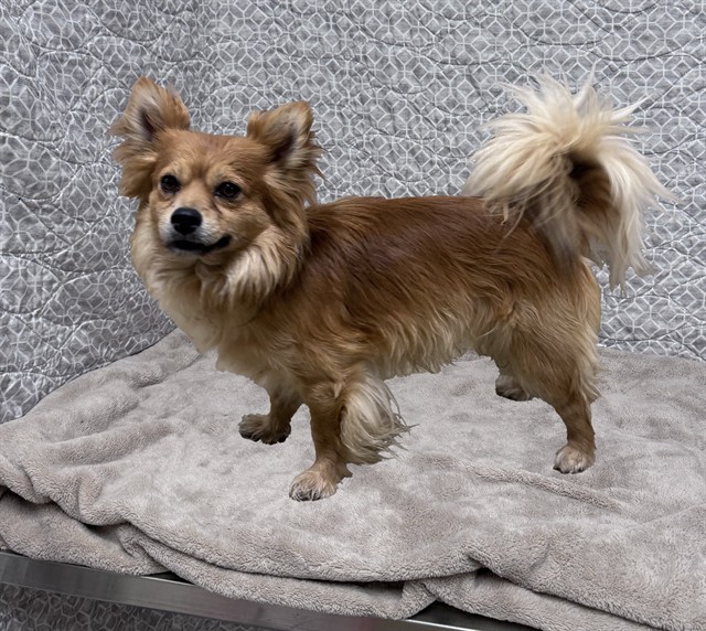 Shelter Stray Male Dog last seen , 38550 Sierra Hwy, Palmdale, CA 93550, USA