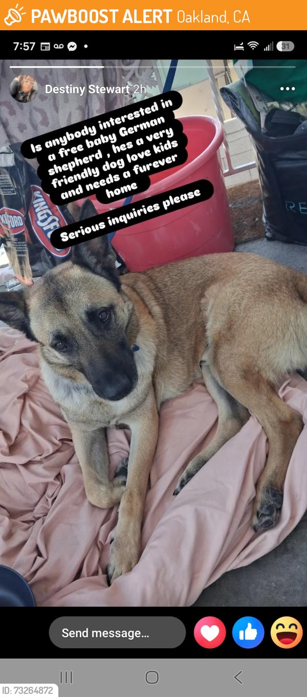 Found/Stray Male Dog last seen Unknown, Oakland, CA 94612