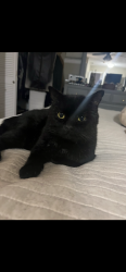 Lost Male Cat last seen My house is close to 436/17-92 Intersection, Turn on Lakeview Dr. off 436 it's area behind the Wawa, Fern Park, FL 32730