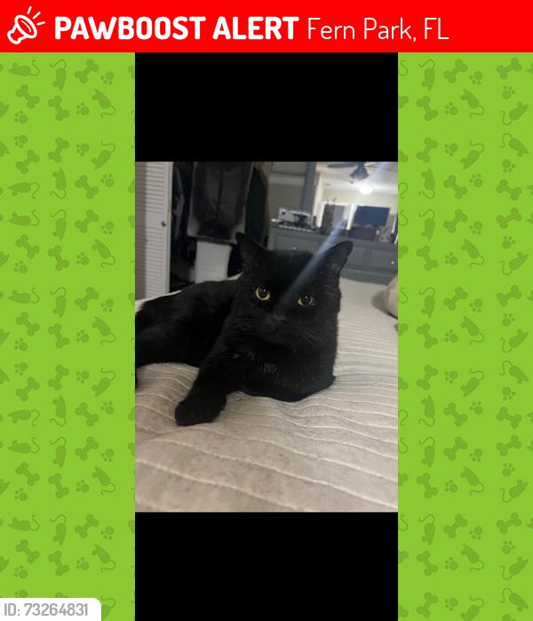 Lost Male Cat last seen My house is close to 436/17-92 Intersection, Turn on Lakeview Dr. off 436 it's area behind the Wawa, Fern Park, FL 32730