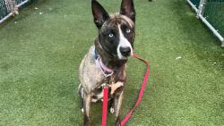Shelter Stray Female Dog last seen Apt 3,31 Mount Hope Place, BRONX, NY, 10453, 326 E 110th St, New York, NY 10029, USA
